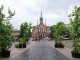 Kraków. Urzędnicy chwalą się, że przynieśli zieleń na Rynek Podgórski [ZDJĘCIA]
