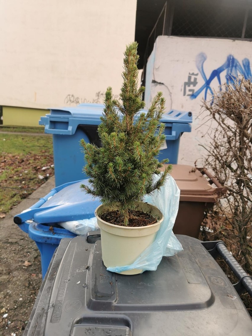 Choinki po świętach najczęściej trafiają na śmietnik, a...