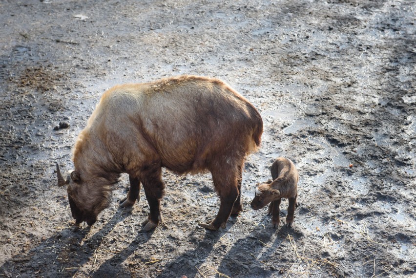 W toruńskim zoo zobacz pierwsze młode takiny. Co to za gatunek?