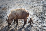 W toruńskim zoo zobacz pierwsze młode takiny. Co to za gatunek?