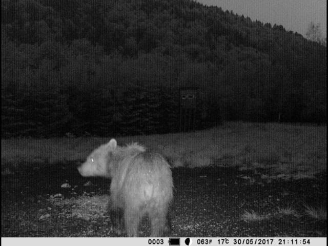 Nocny spacer młodego „misia” blisko domostw nagrała kamera