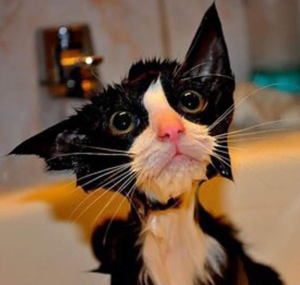 Koty w kąpieli