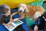 Smiley - niewidomy pies, który został terapeutą (wideo)