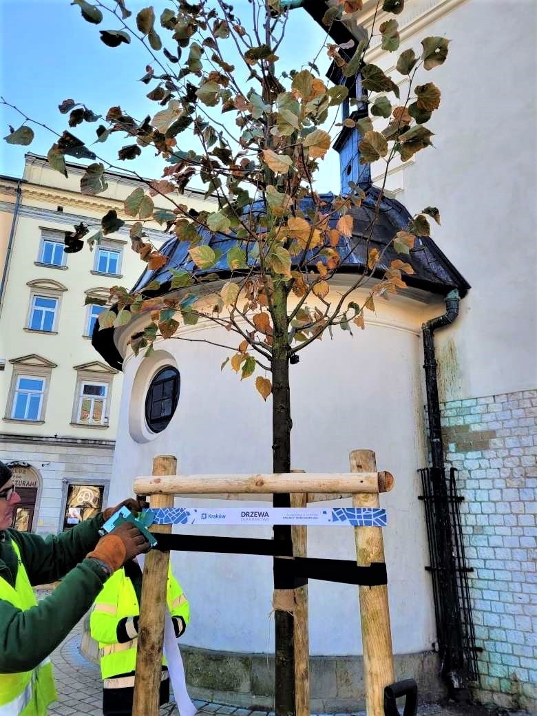 Sadzą lipę na Rynku Głównym w Krakowie. Kiedy będzie więcej drzew?