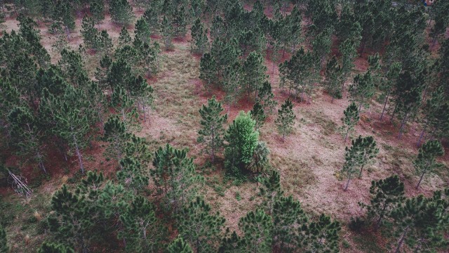 Raporty z terenu i badania dotyczące poprzednich konfliktów zbrojnych sugerują, że wpływ konfliktu na ekologię może być naprawdę znaczący