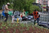 Zrobili kwietne rondo w Kielcach. Posadzili raz rośliny a będą kwitły co roku. Zobaczcie zdjęcia
