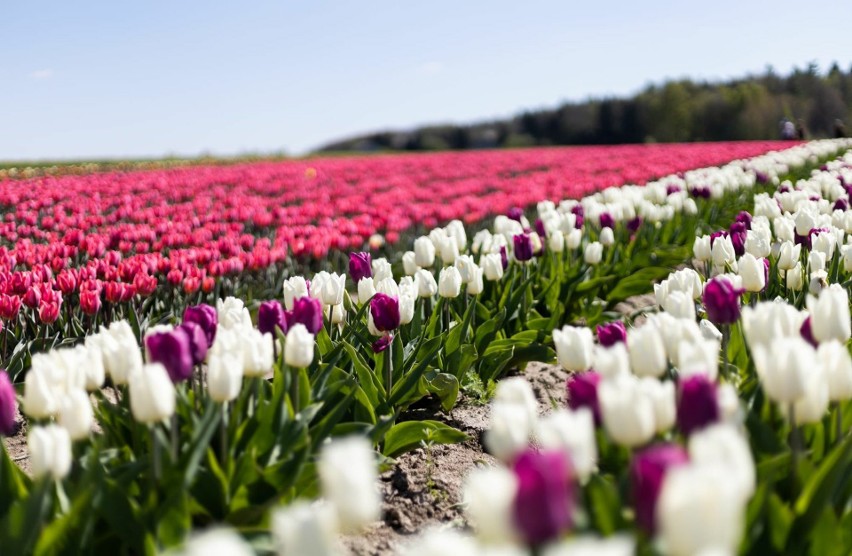 Holandia w Świętokrzyskiem! Pola pełne pięknych tulipanów zachwycają w Jadwigowie w powiecie włoszczowskim. Zobaczcie zdjęcia i film