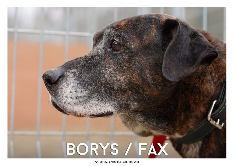 IMIĘ: BORYS/ FAX (74/20)...