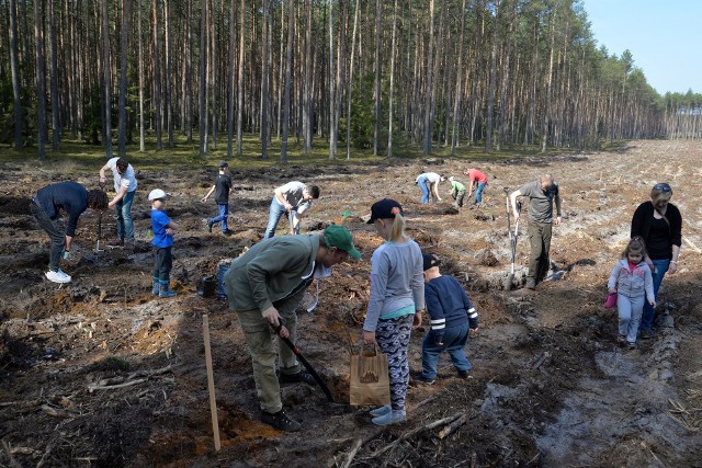 Kilkadziesiąt osób zalesiło teren po 90-letnim lesie  sosnowym. Efekty ich wysiłku będą widoczne za kilkanaście lat