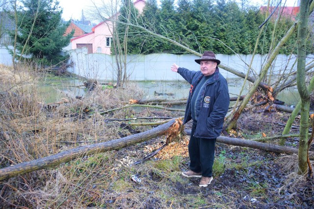 Bobry wyrządziły już  wiele szkód przy posesji Romualda Brancewicza: przez wybudowaną tamę  woda przedostaje się na jego podwórko, a na ogrodzenie spadają drzewa