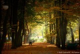 Piękna jesień w radomskich parkach. Zobaczcie na zdjęciach, jak prezentuje się przyroda w październiku