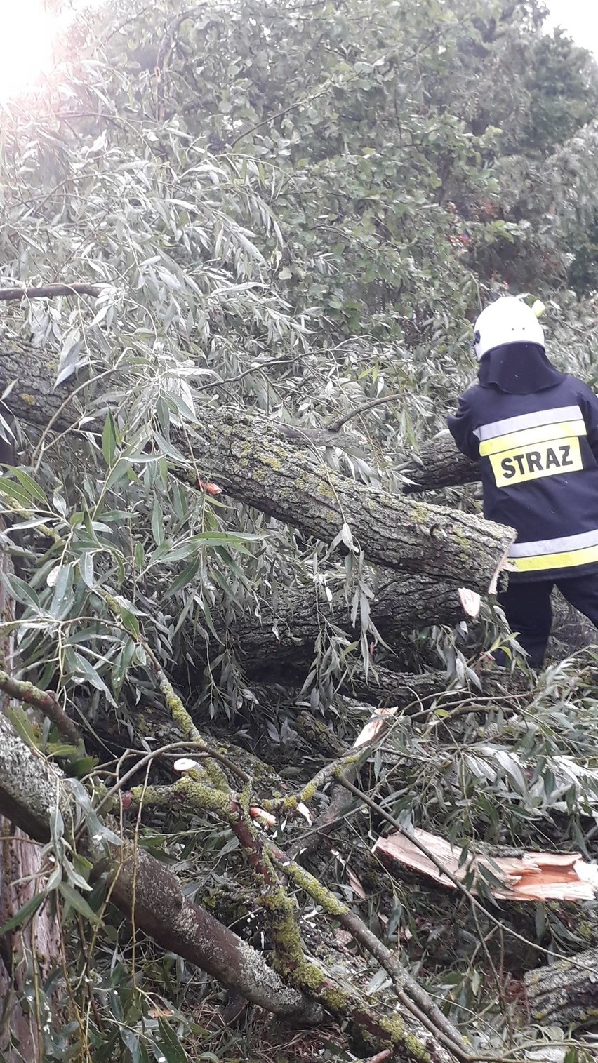 Kruszyniany. Połamane drzewo zerwało linię energetyczną i uszkodziło dwa kampery [ZDJĘCIA]