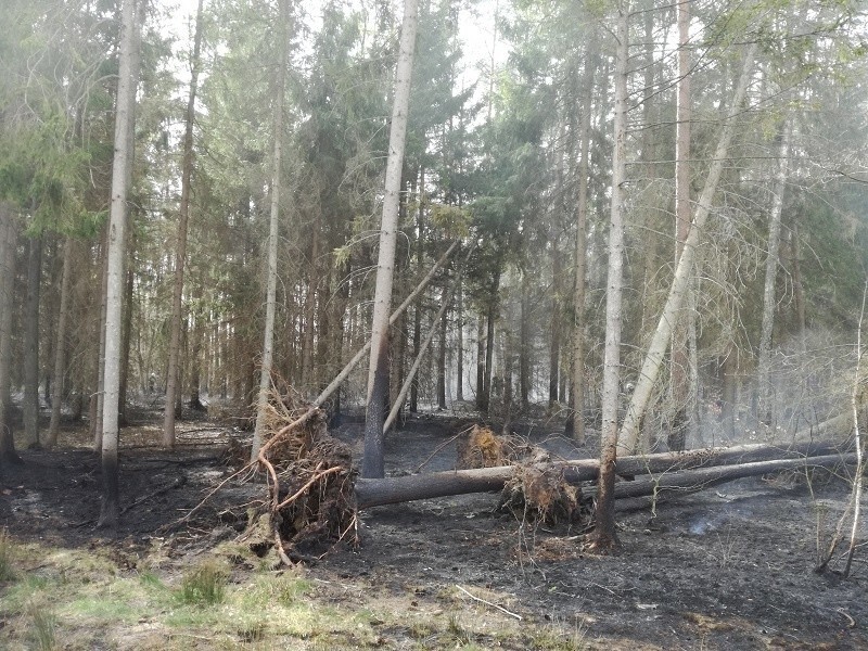 Plaga pożarów w powiecie białogardzkim [ZDJĘCIA]