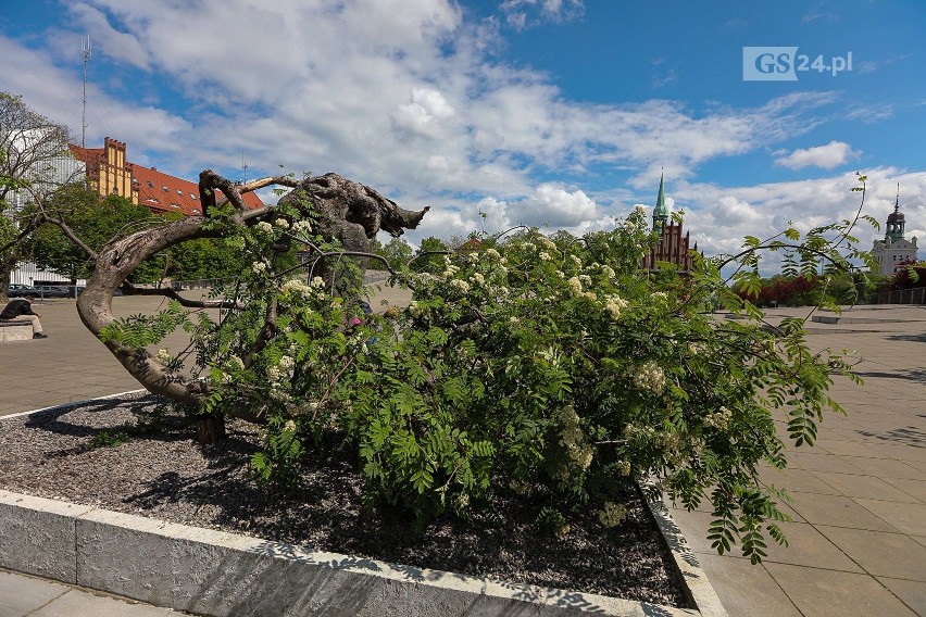 Co się stało historycznym drzewem na placu Solidarności w Szczecinie?