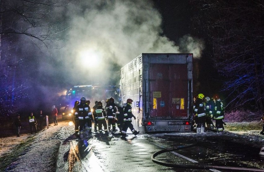 Klusy. Pożar ciężarówki przewożącej trzodę chlewną na DK 16 (zdjęcia)