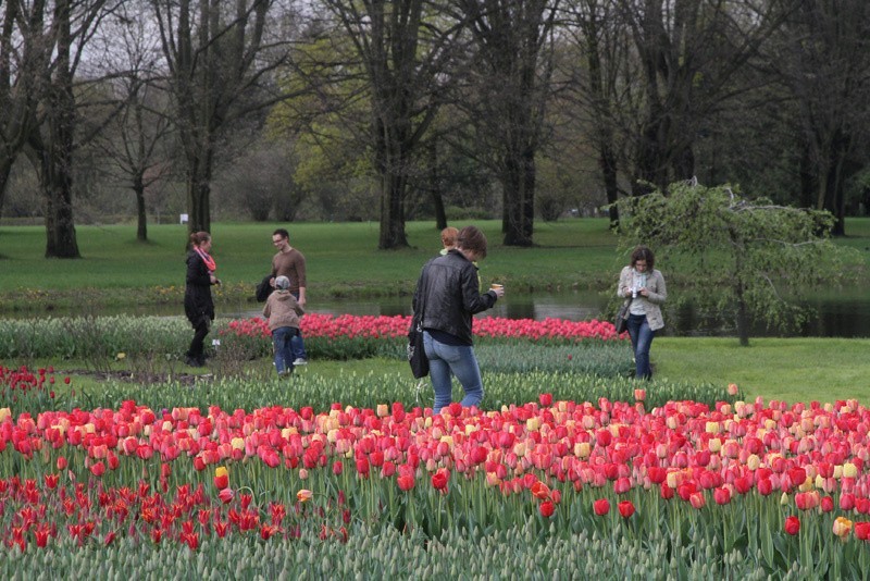 Tulipany w ogrodzie botanicznym. Pola kwiatów przyciągają tłumy ZDJĘCIA