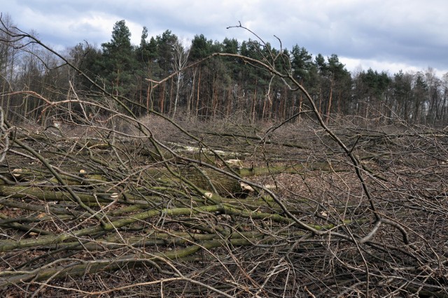 Drzewa wycięte na początku roku z jednej z działek należących do rodziny Ziobrowskich