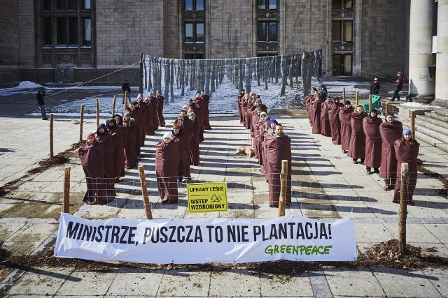 Protest aktywistów Greenpeace w obronie Puszczy Białowieskiej