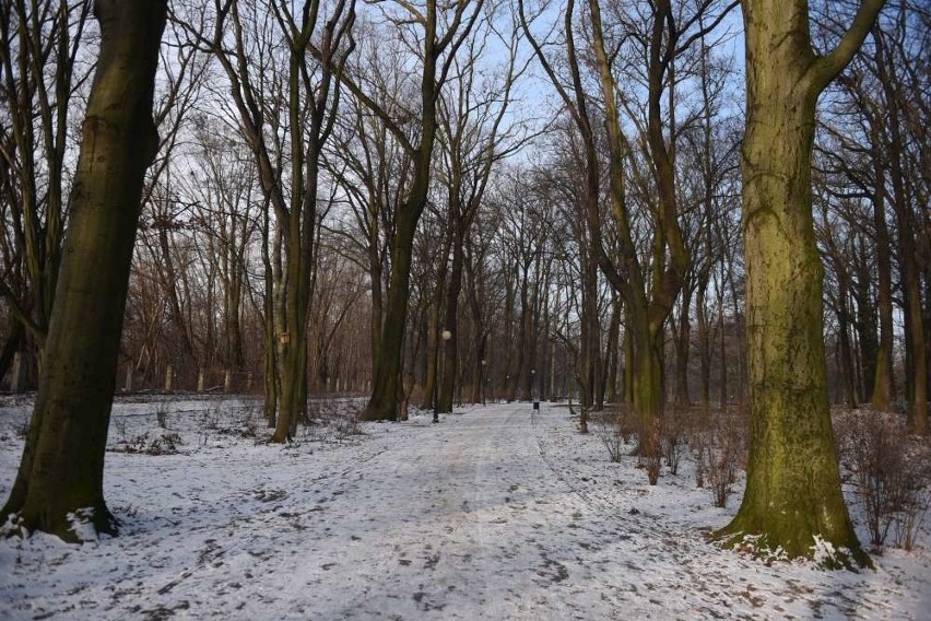 Pogoda w Wielkopolsce: Nadciągają mróz i silny wiatr