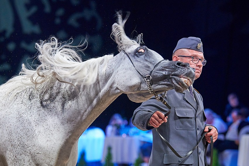 Pride of Poland 2018. Sprzedano zaledwie sześć koni. Za 501 tys. euro [DUŻO ZDJĘĆ]