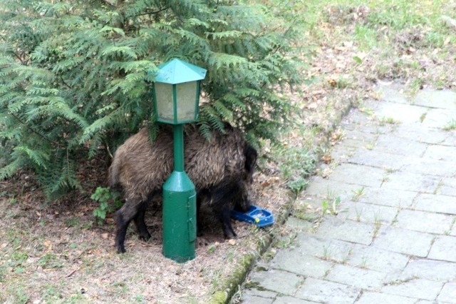 Głodne dziki trudno zatrzymać. Wychodzą nie tylko na pola. Potrafią wejść do przydomowego ogródka i jeść z psiej miski.