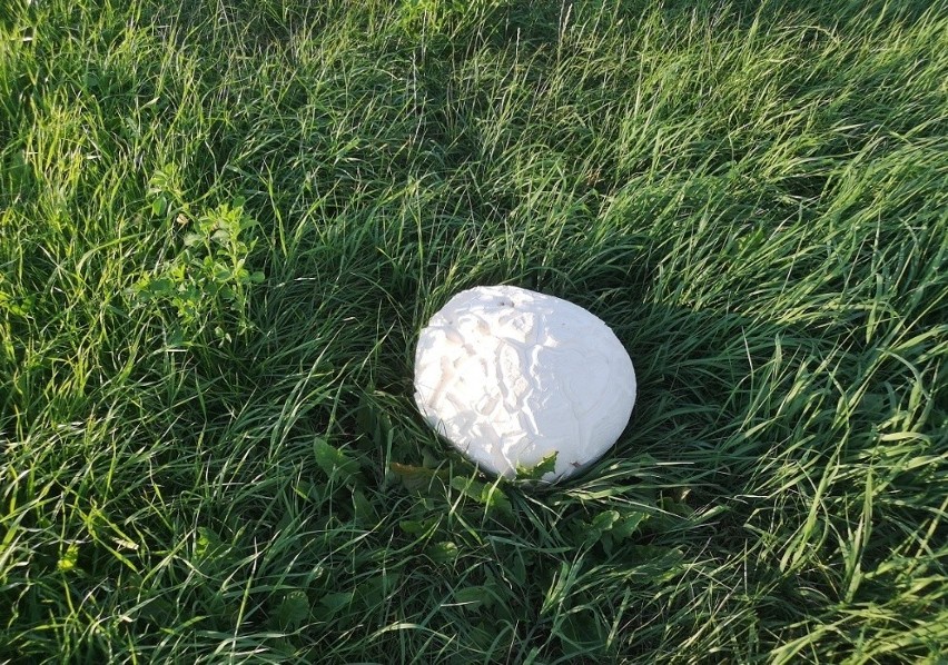 Niezwykłe grzyby w Polsce - purchawki olbrzymie jak piłki do koszykówki. I są jadalne! [zdjęcia]