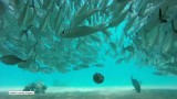 Spektakularna ławica ryb na Hawajach