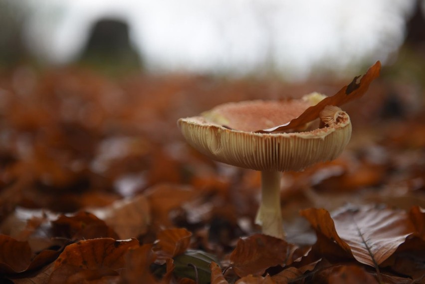 GRZYBIARZE POLECAJĄ LASY W OKOLICACH:...