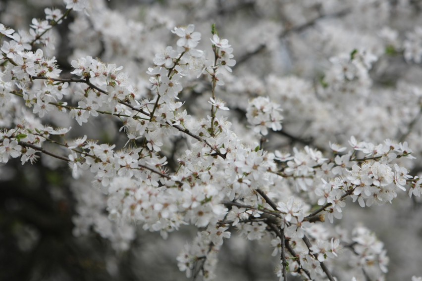 Tak wiosną kwitną krzewy i drzewa na Górnym Śląsku
