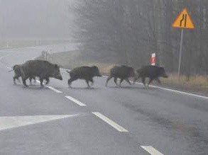 To rodzina dzików, która pojawiała się w Zielonej Górze. Spotkał ją tragiczny los - zostały odstrzelone.