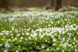 Pomysł na majówkę w Łódzkiem: Arboretum w Rogowie. Kwitną już magnolie [ZDJĘCIA, GODZINY OTWARCIA, CENNIK]