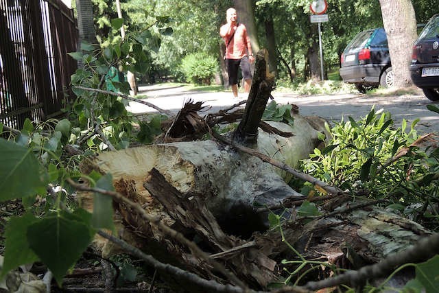 Park Tysiąclecia bardzo mocno ucierpiał podczas wichury, która zdemolowała Toruń i jego okolice w lipcu tego roku