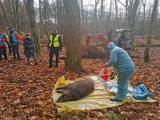 Znaleziony martwy dzik zarażony wirusem ASF. Specjalne ćwiczenia w gminie Marianowo