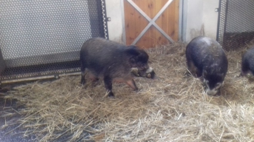 Rodzina świn wisajskich mieszkająca w łódzkim zoo przeprowadzi się do orientarium