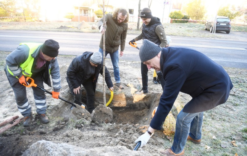 Kolejna odsłona akcji 800 drzew na 800-lecie miasta....