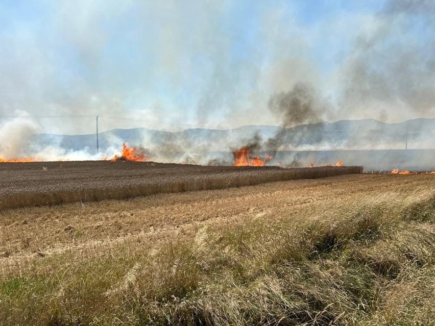 Paliło się 5 hektarów ziemi.
