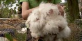 Częstochowa: Uratowano króliki, które żyły w potwornych warunkach [WIDEO]