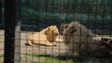 Uratowane lwy z Charkowa znalazły nowy dom w Odessie