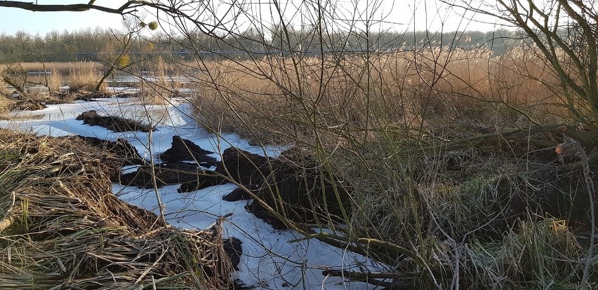 Kiedy posprzątają bałagan z Łarpii? Czekamy na działanie  