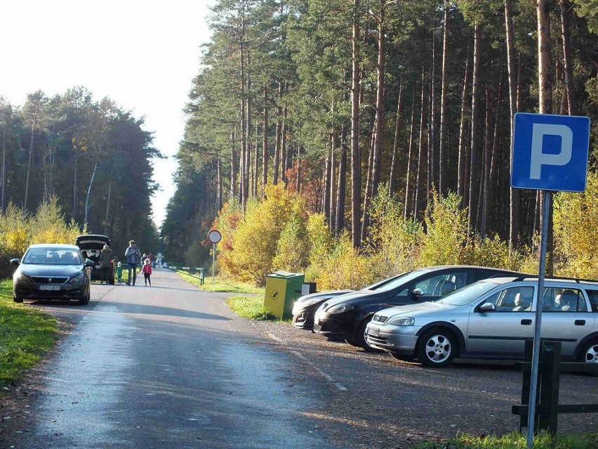 W starachowickich lasach grzyby, piękne kolory i tłumy spacerowiczów [ZDJĘCIA]