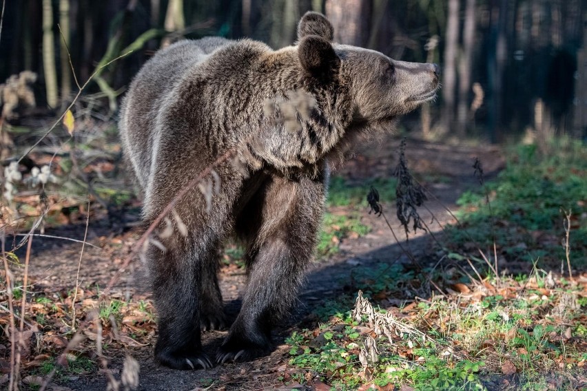Niedźwiedź wśród leśnych gatunków wyróżnia się inteligencją...