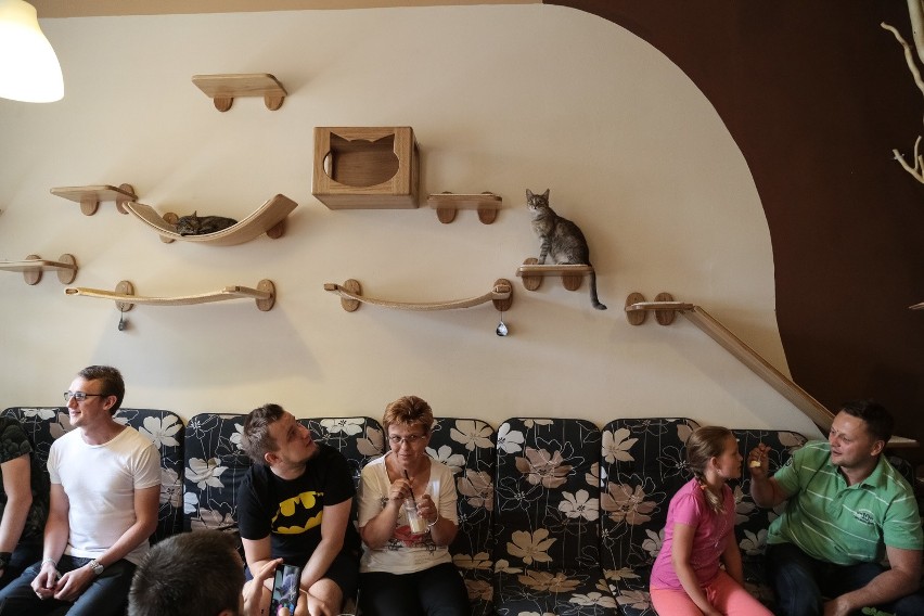Kocia restauracja w Krakowie. Tu rządzą koty [ZDJĘCIA]