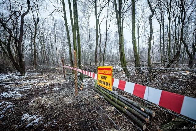 Wycinka drzew na Górze Hugona