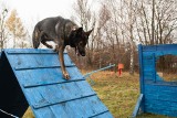 Psy-policjanci gonią bandziorów, patrolują i tropią