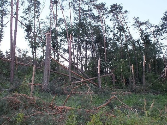 Po nawałnicy, która przetoczyła się nad wschodnią częścią nadleśnictwa Starachowice zostały ogromne zniszczenia. Leśnicy usuwali blisko rok.