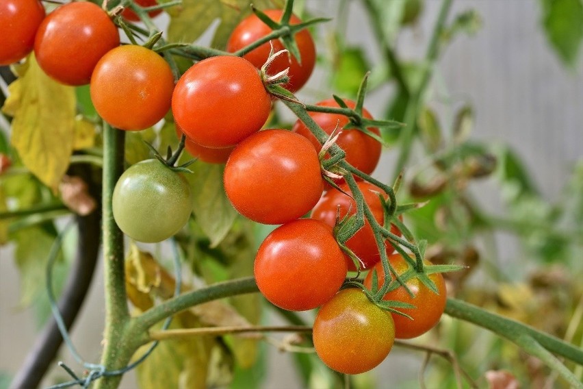 Pomidory opóźniają procesy starzenia dzięki zawartemu w nich...