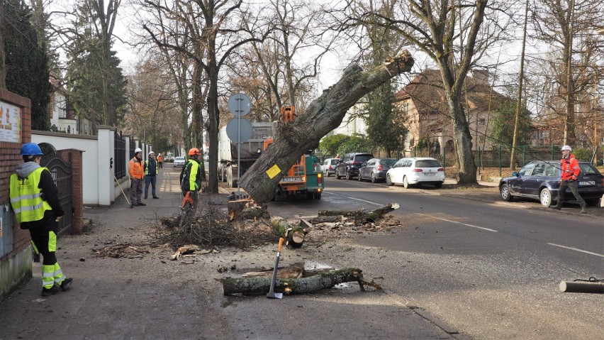 Wycinka drzew na Piłsudskiego w Koszalinie                