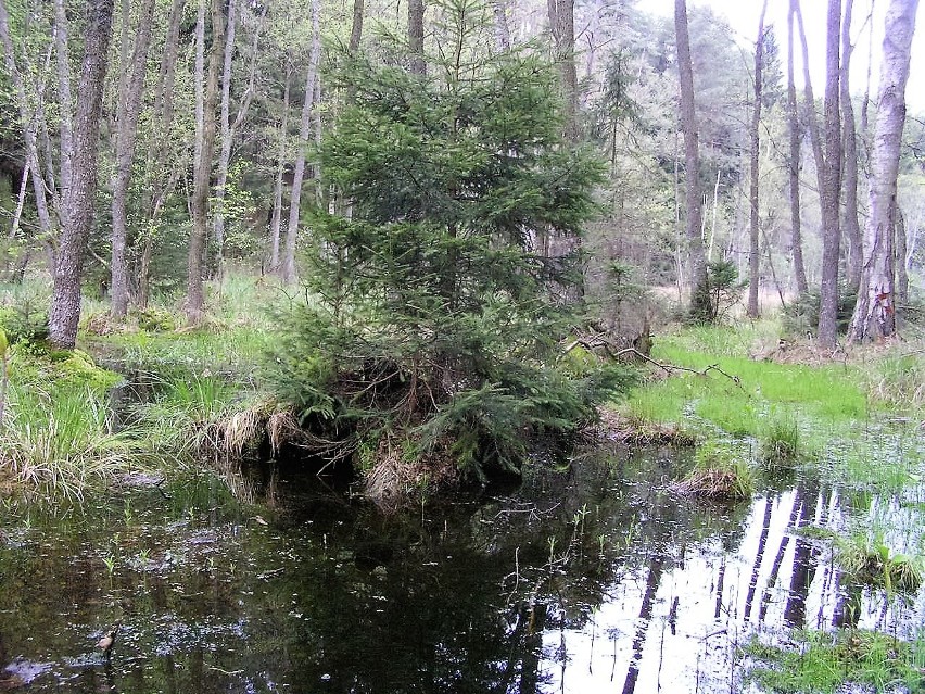 Jelenia Wyspa w Borach Tucholskich - odkrywamy jej tajemnice [opinie, zdjęcia]