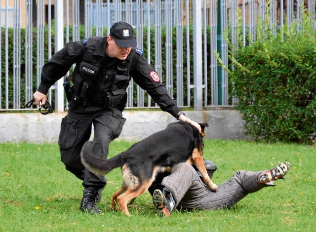 Specjalistyczne szkolenie policyjnego psa trwa około dwóch lat