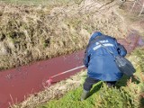 Zanieczyszczony kanał w powiecie malborskim. Służby ustalają, dlaczego woda zmieniła kolor na brunatno-czerwony